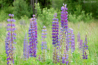 Lupinen an der "Wondreber Krümmung"